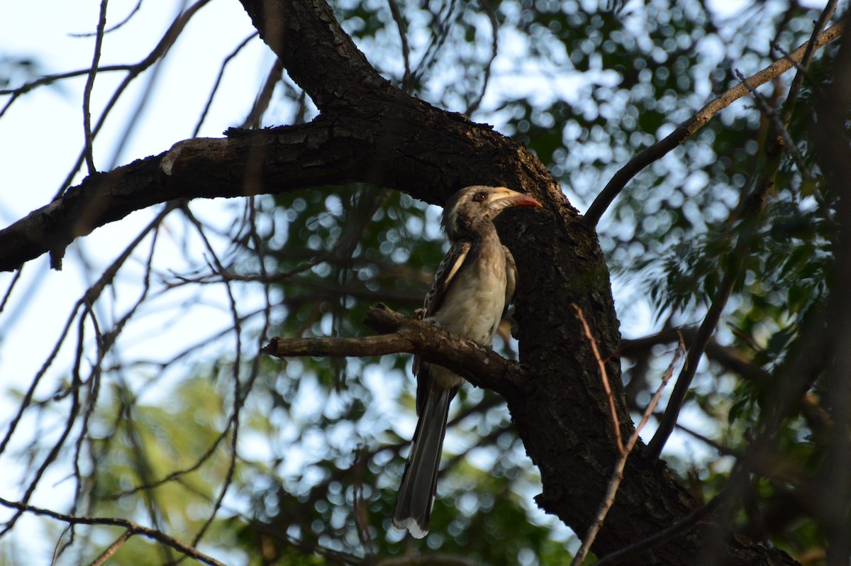 African Gray Hornbill - ML615592344
