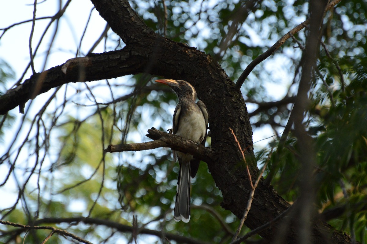 African Gray Hornbill - ML615592345