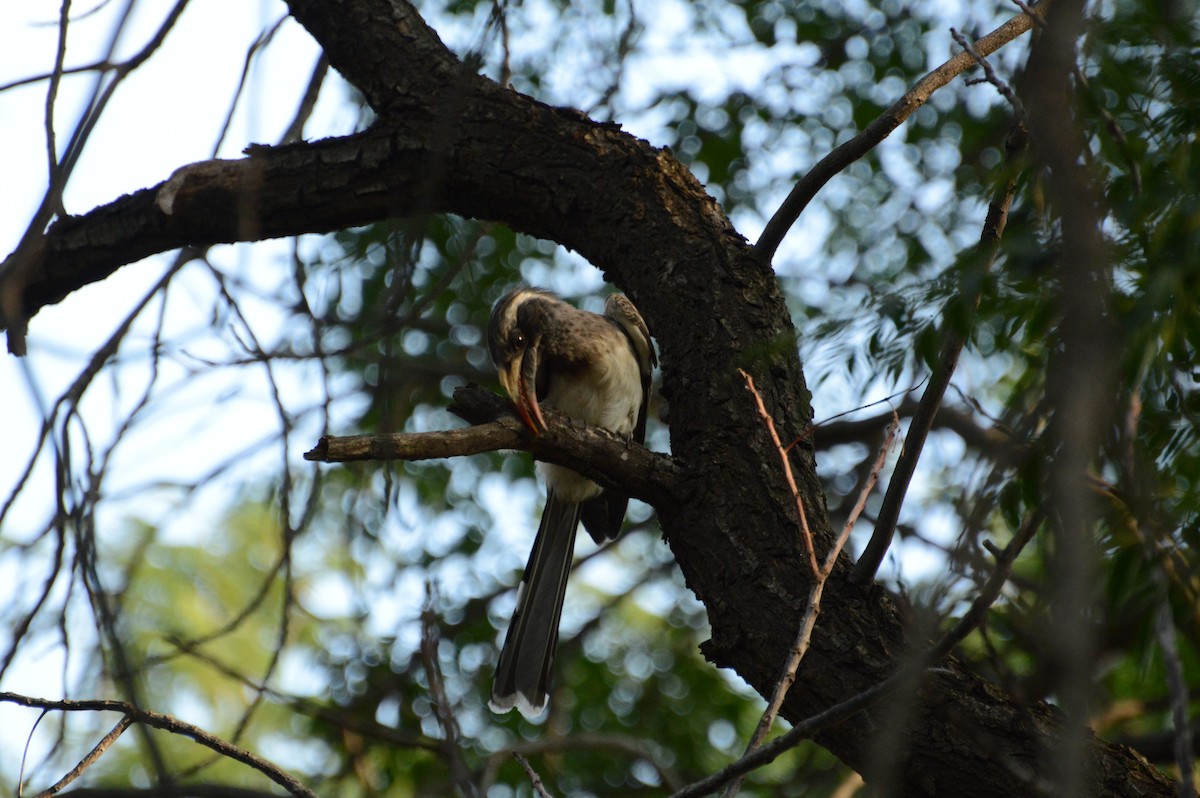 African Gray Hornbill - ML615592347
