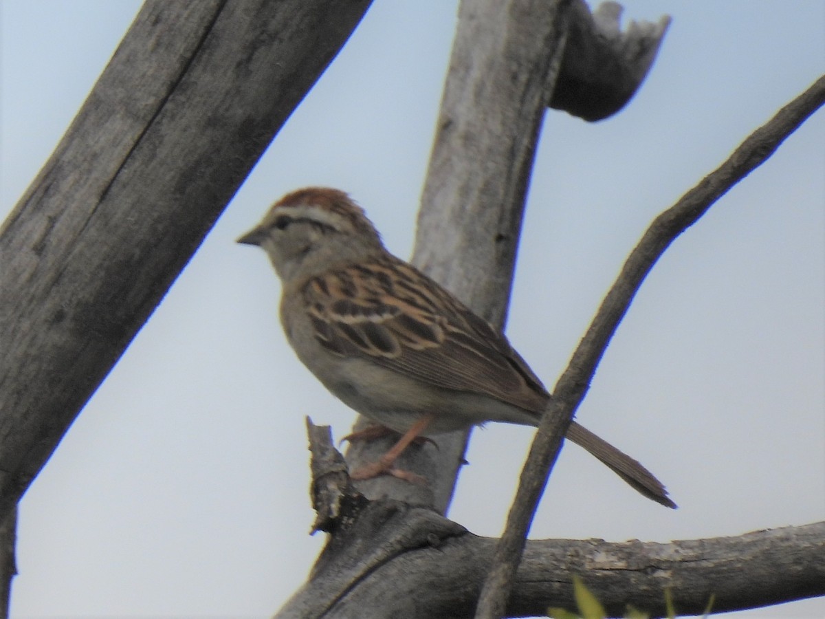 Chipping Sparrow - Don Holcomb