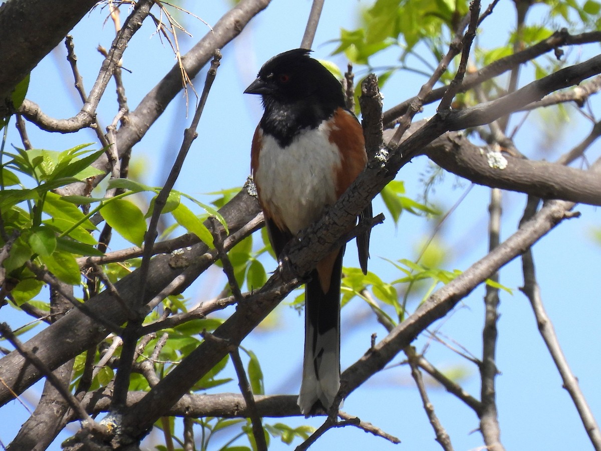 Spotted Towhee - ML615592356