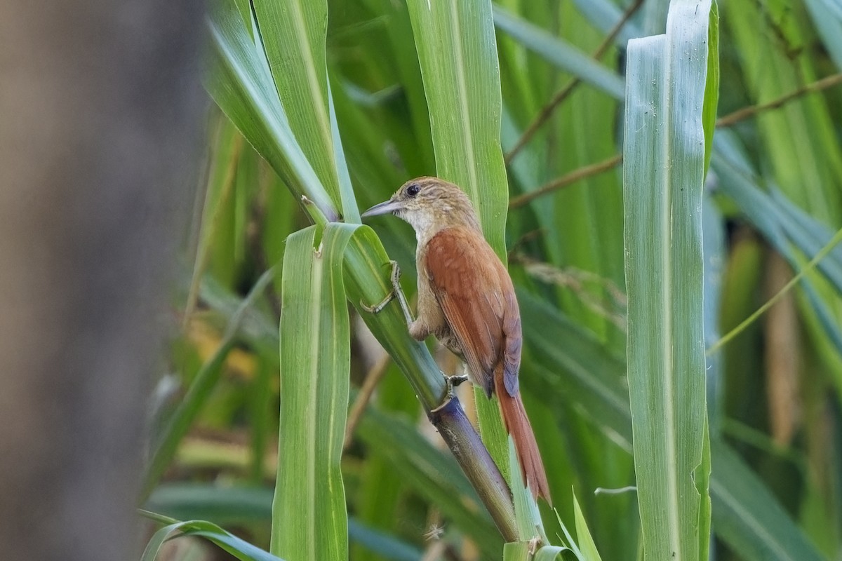 Parker's Spinetail - ML615592422