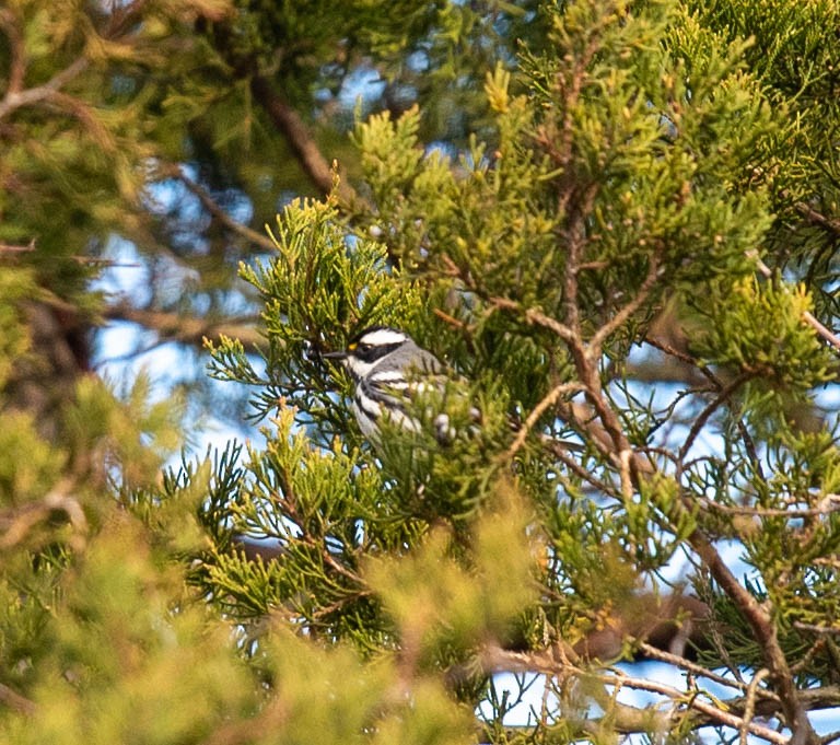 Black-throated Gray Warbler - Clive Harris