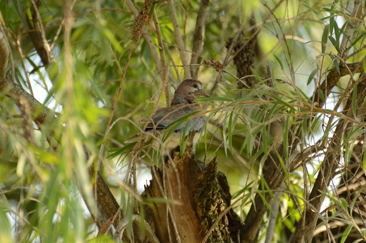 Laughing Dove - ML615592502