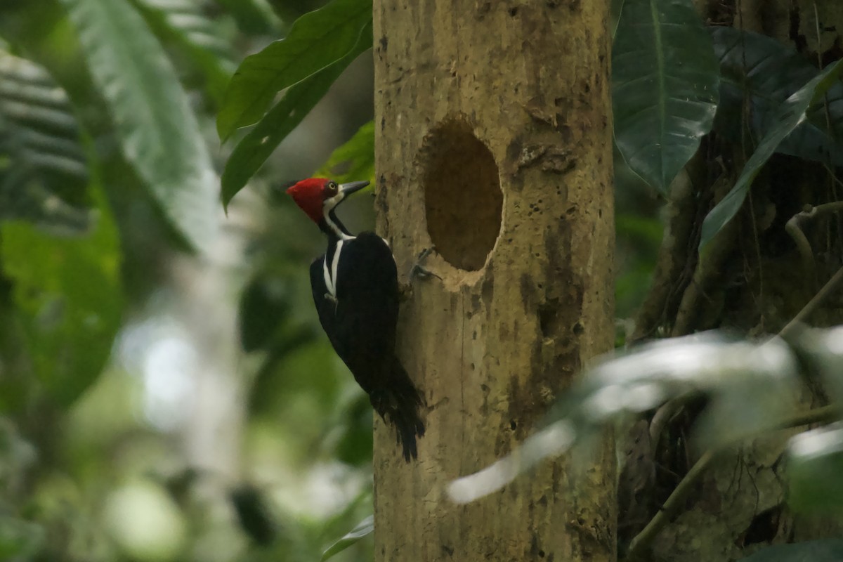 Crimson-crested Woodpecker - Jan Cubilla