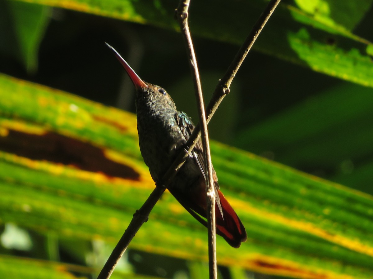 Rufous-tailed Hummingbird - ML615592718