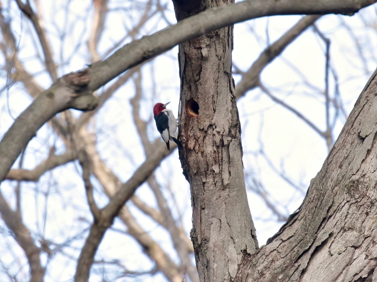 Red-headed Woodpecker - ML615592768