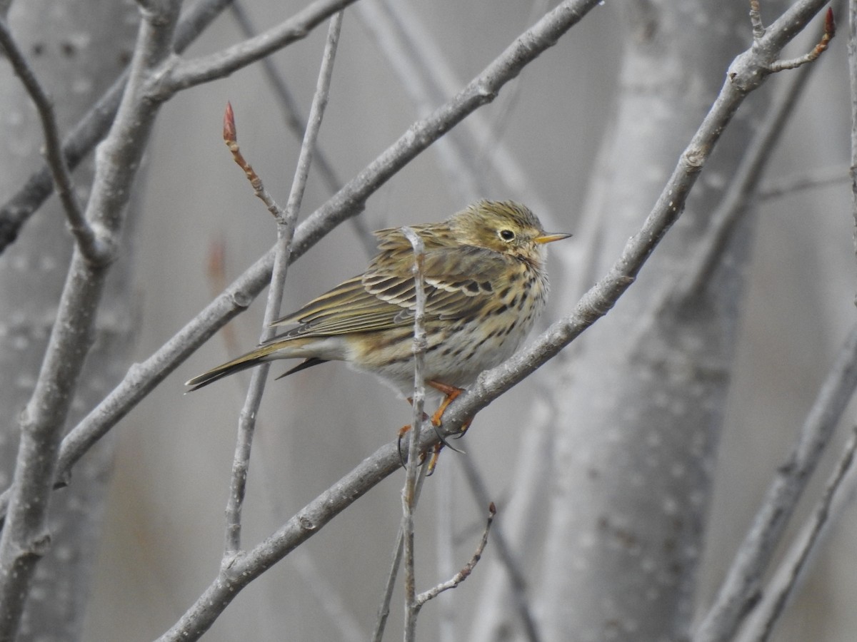 Meadow Pipit - ML615592801