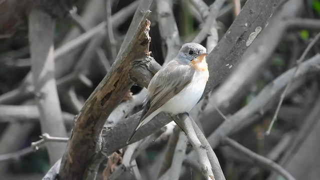 Red-breasted Flycatcher - ML615592836