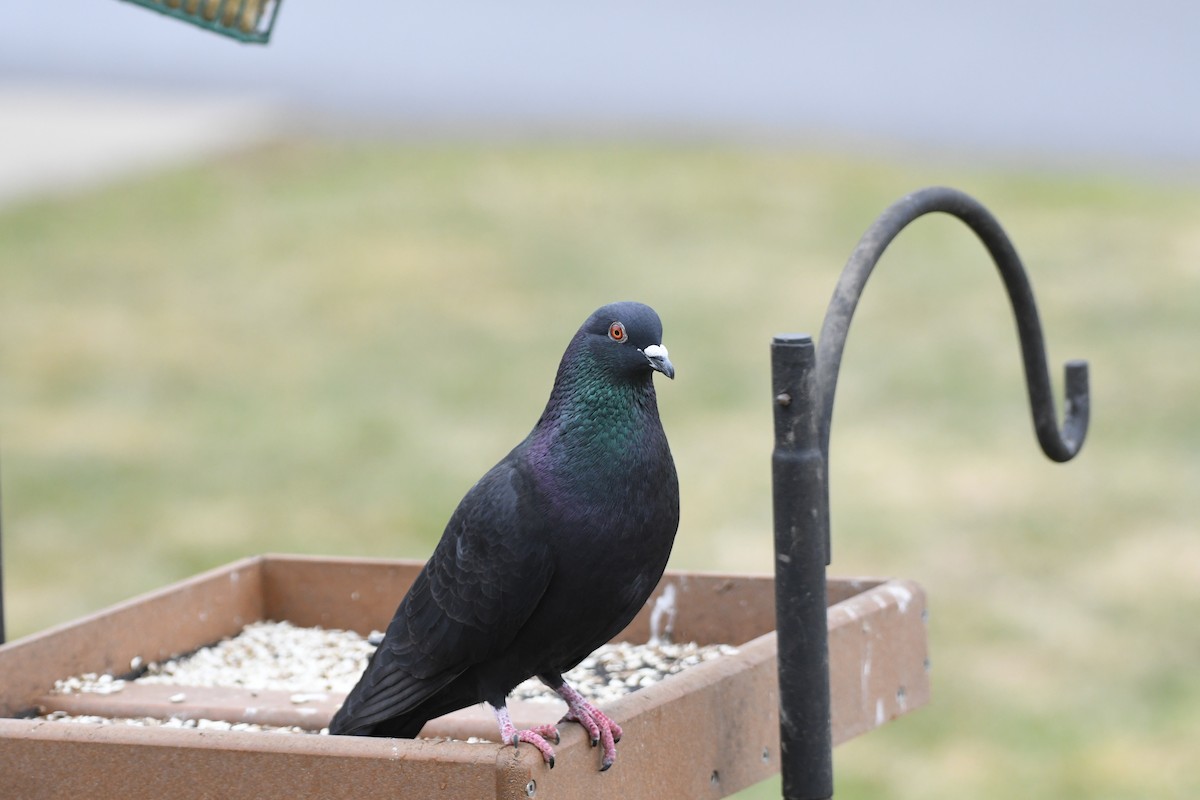 Rock Pigeon (Feral Pigeon) - ML615592867