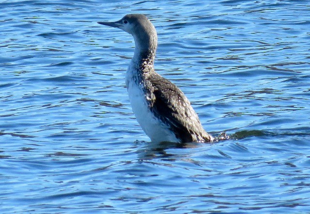 Red-throated Loon - ML615592938