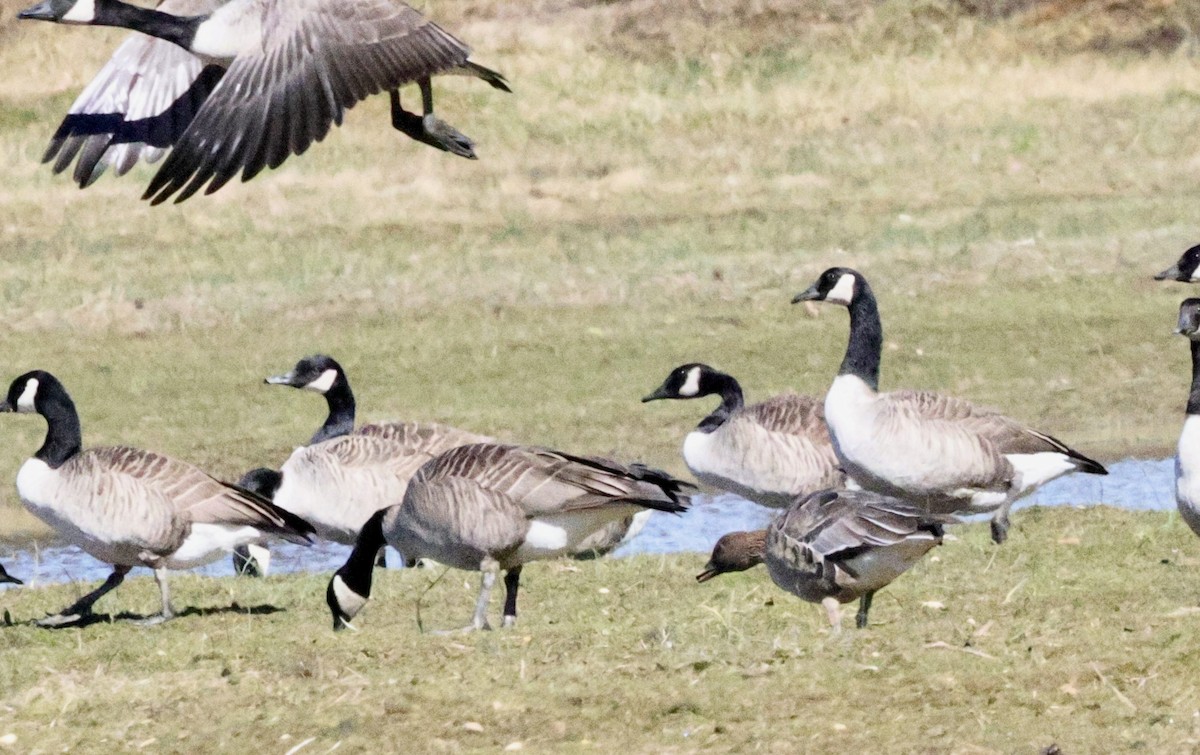 Pink-footed Goose - ML615592950