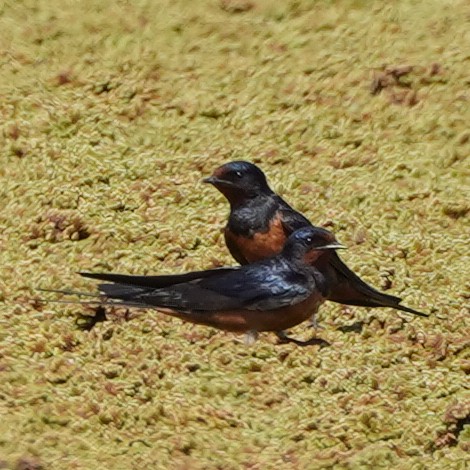 Barn Swallow (Egyptian) - Szymon  Bzoma
