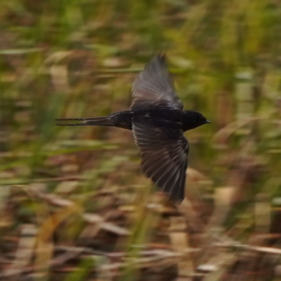 Barn Swallow (Egyptian) - ML615593082