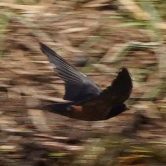 Barn Swallow (Egyptian) - ML615593083