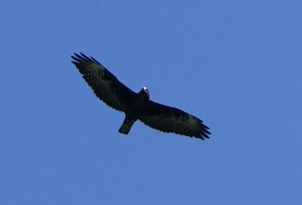 Zone-tailed Hawk - ML615593205