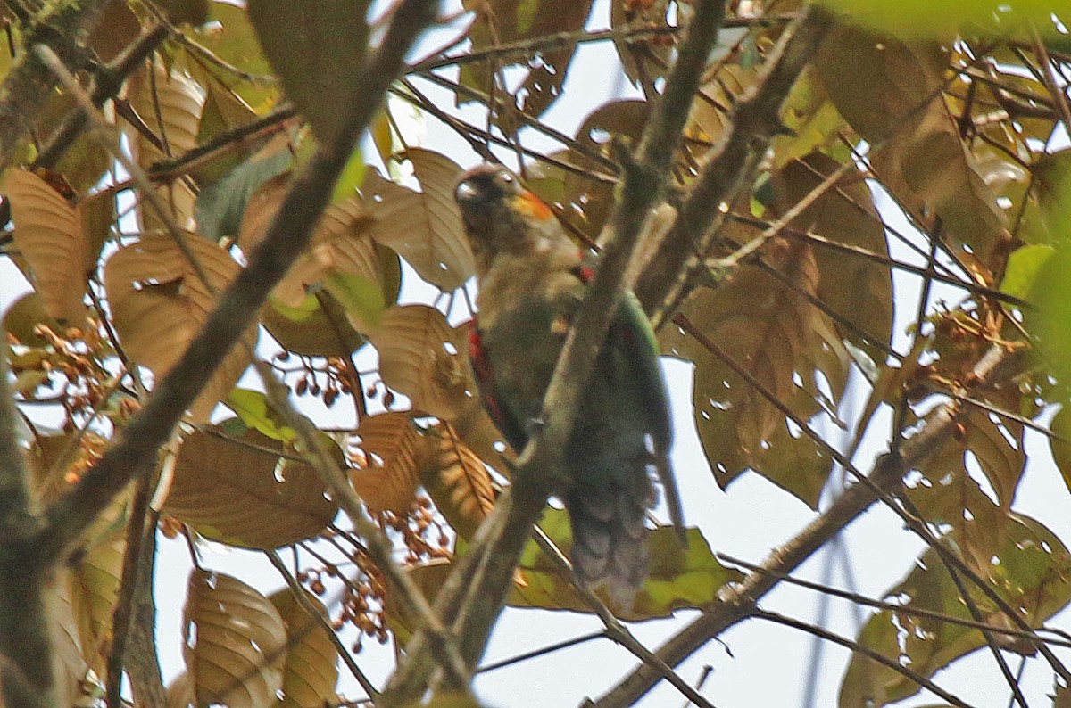 White-necked Parakeet - ML615593433