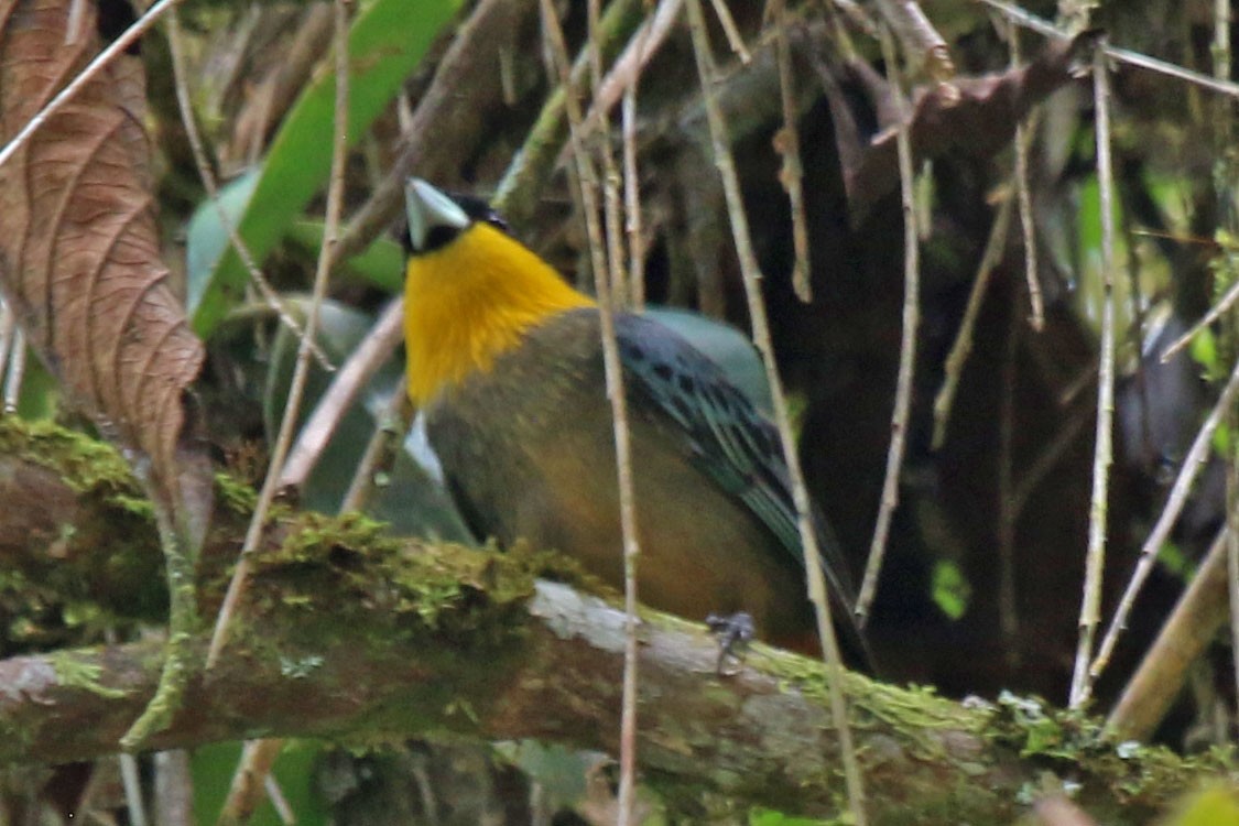 Yellow-throated Tanager - ML615593557