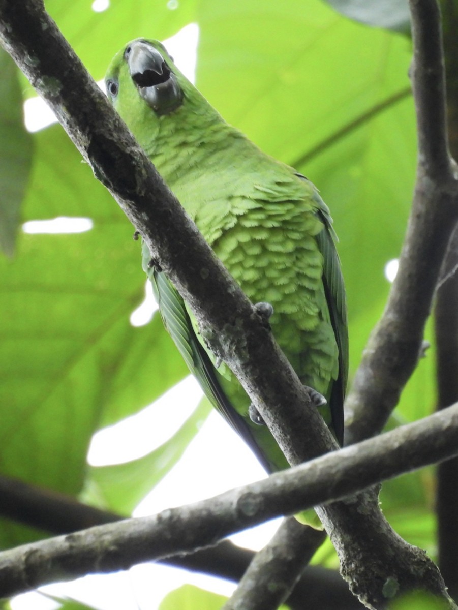 Short-tailed Parrot - ML615593576