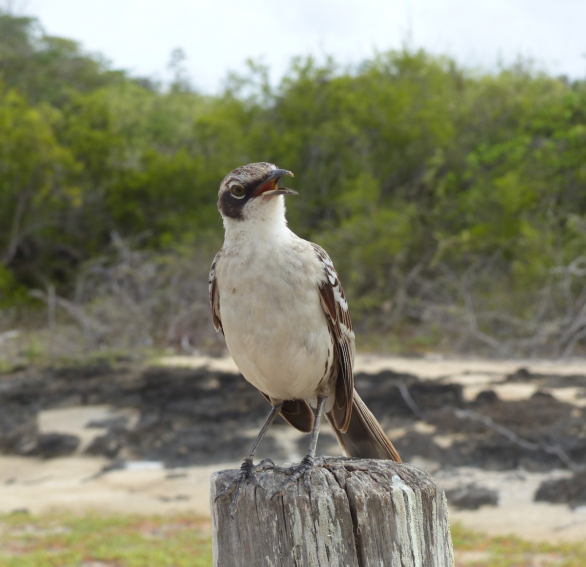 Galapagos Mockingbird - ML615593642