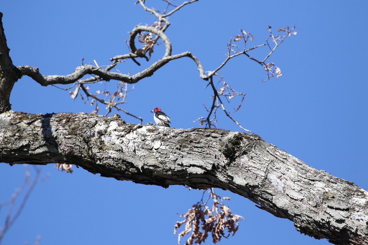 Red-headed Woodpecker - ML615594039