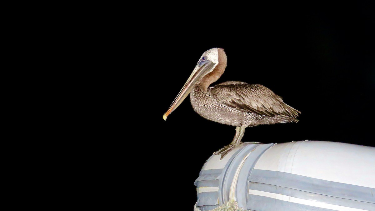 Brown Pelican (Galapagos) - Noah Isakov