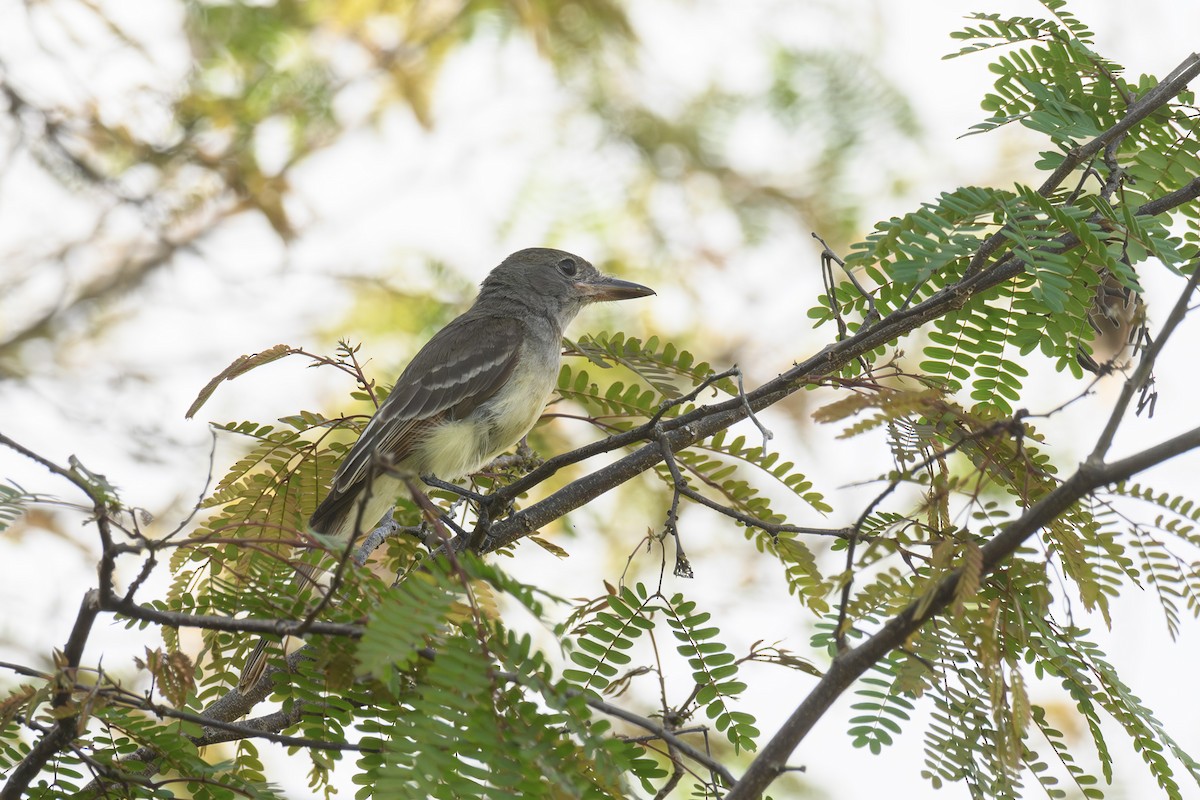 Great Crested Flycatcher - ML615594217