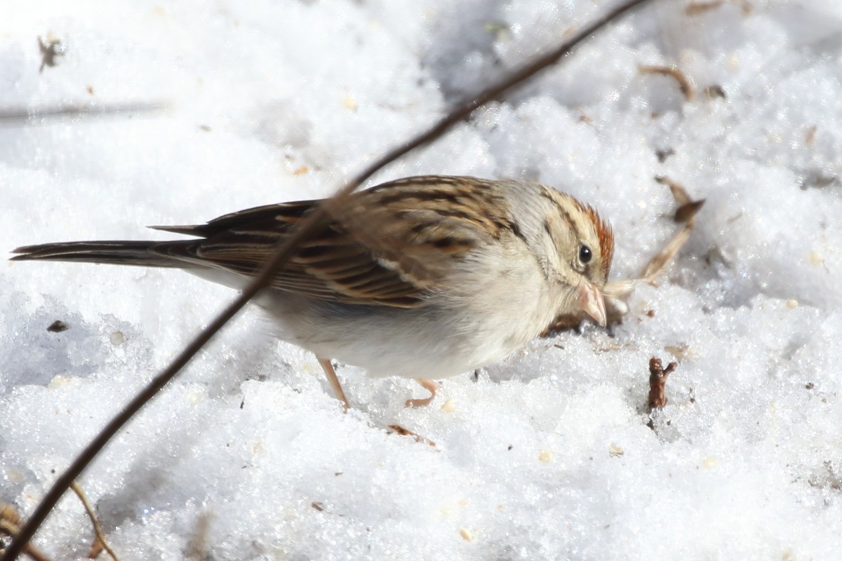 Chipping Sparrow - ML615594219