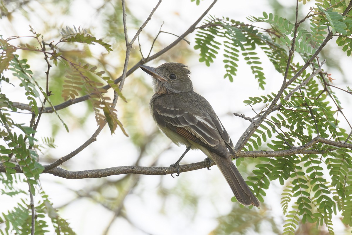 Great Crested Flycatcher - ML615594220