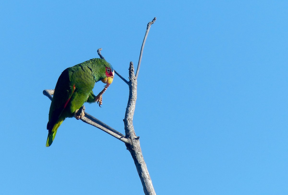 White-fronted Parrot - ML615594240