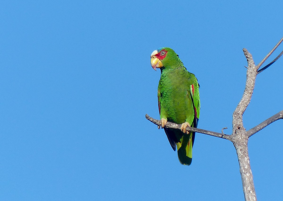 White-fronted Parrot - ML615594258