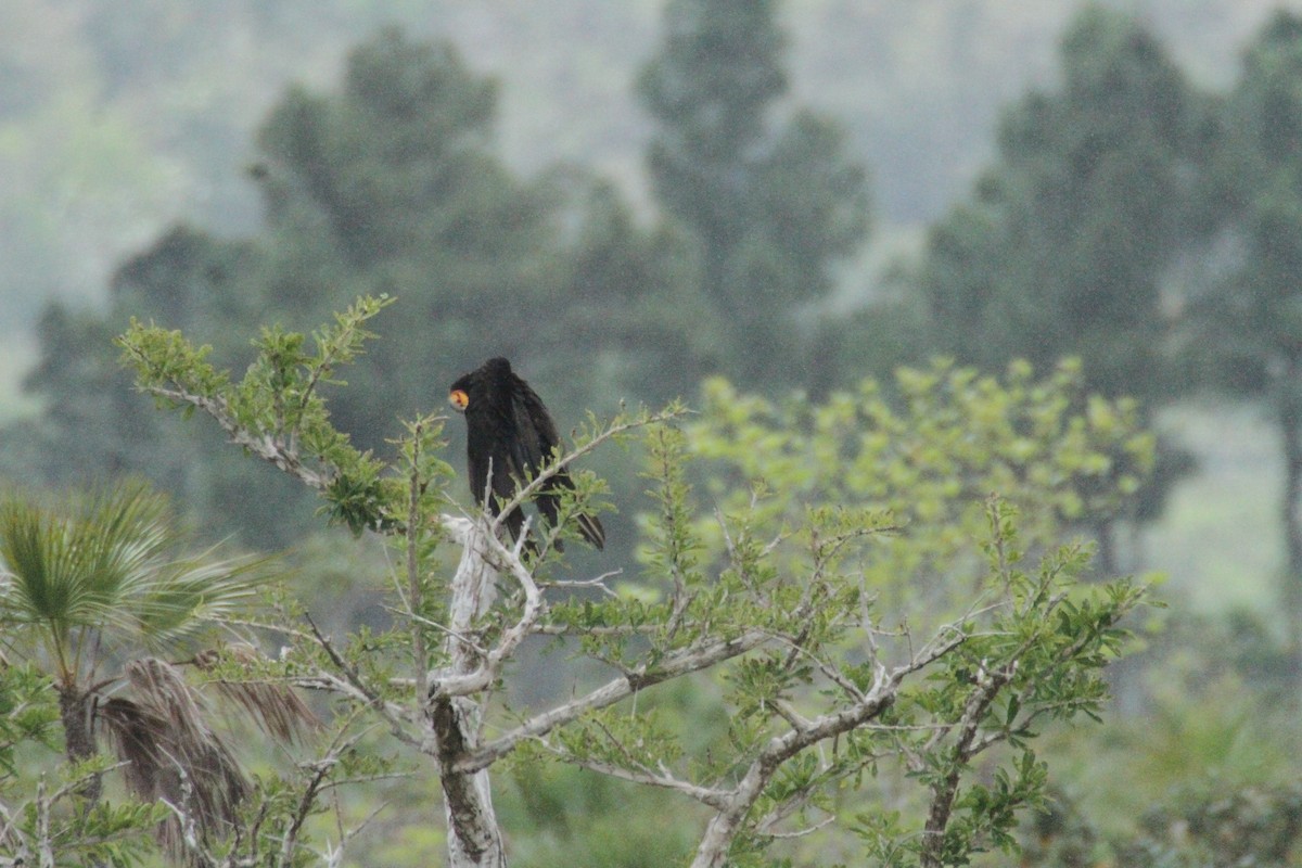 Lesser Yellow-headed Vulture - ML615594345