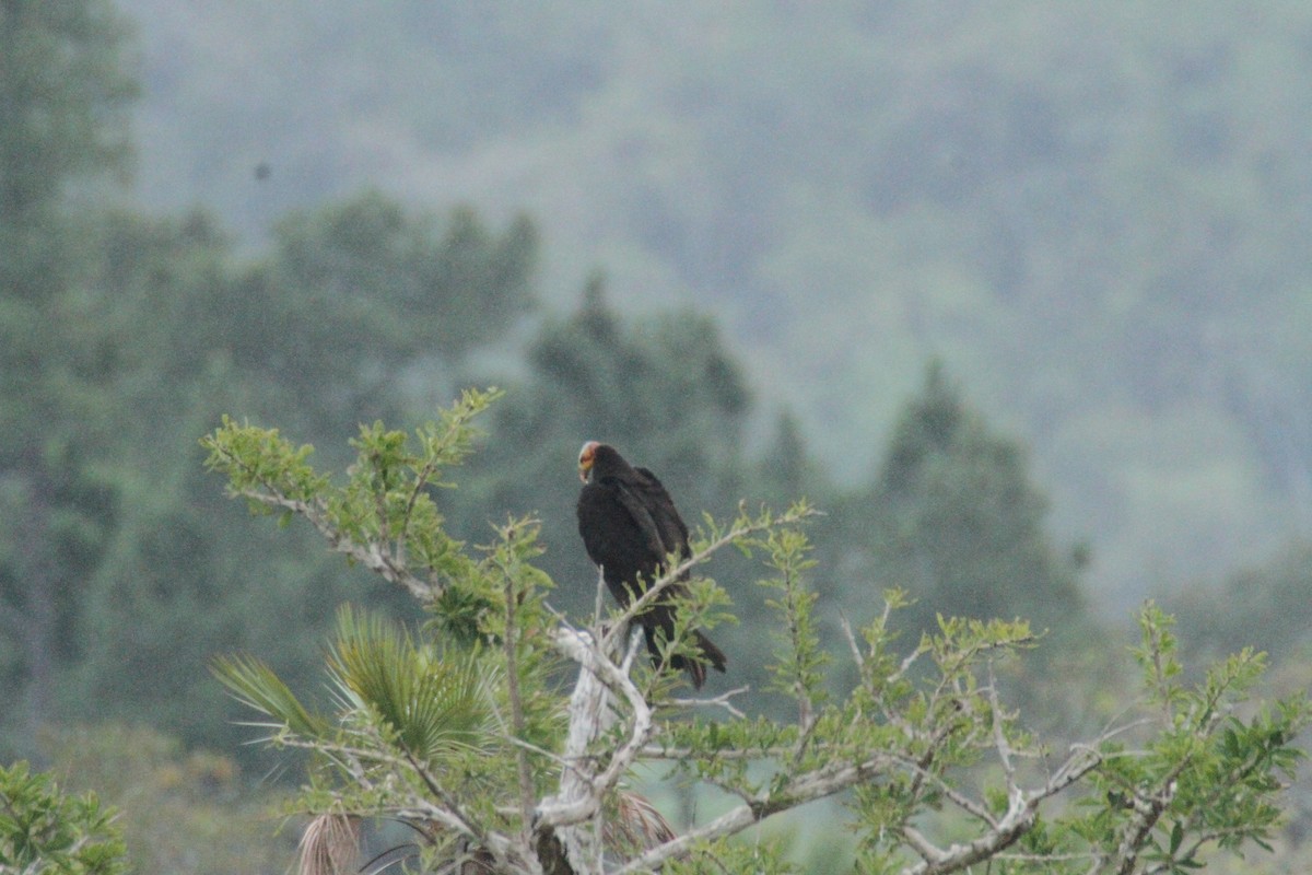 Lesser Yellow-headed Vulture - ML615594347