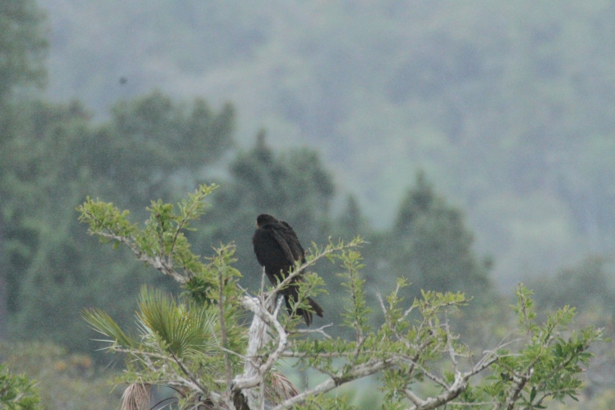 Lesser Yellow-headed Vulture - ML615594350