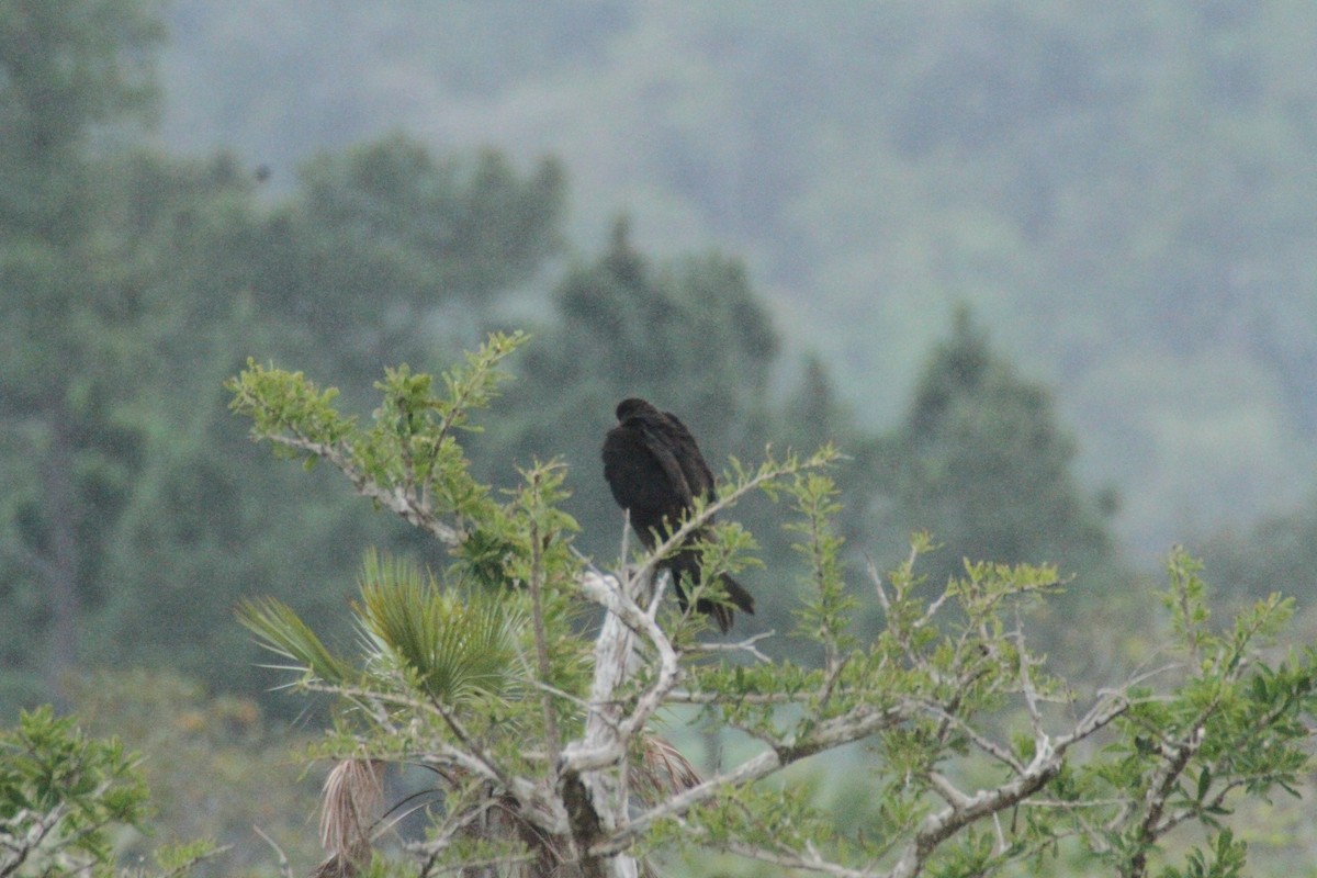 Lesser Yellow-headed Vulture - ML615594351