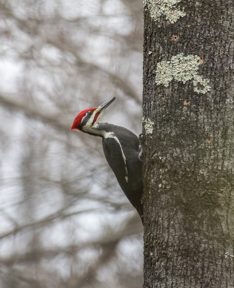 Pileated Woodpecker - Dave DeSarno