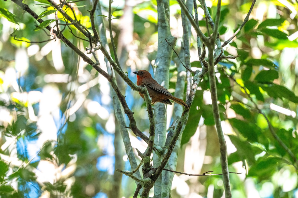 Red-throated Ant-Tanager - Alex Kistler