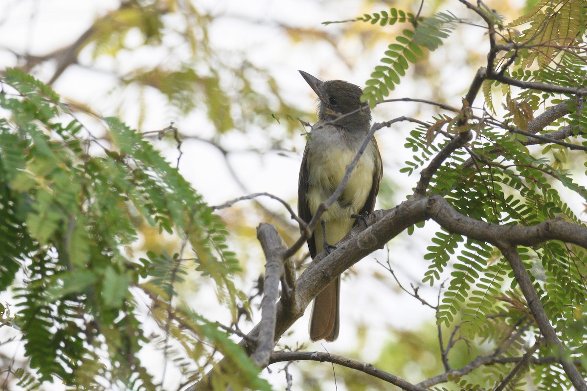 Great Crested Flycatcher - ML615594436