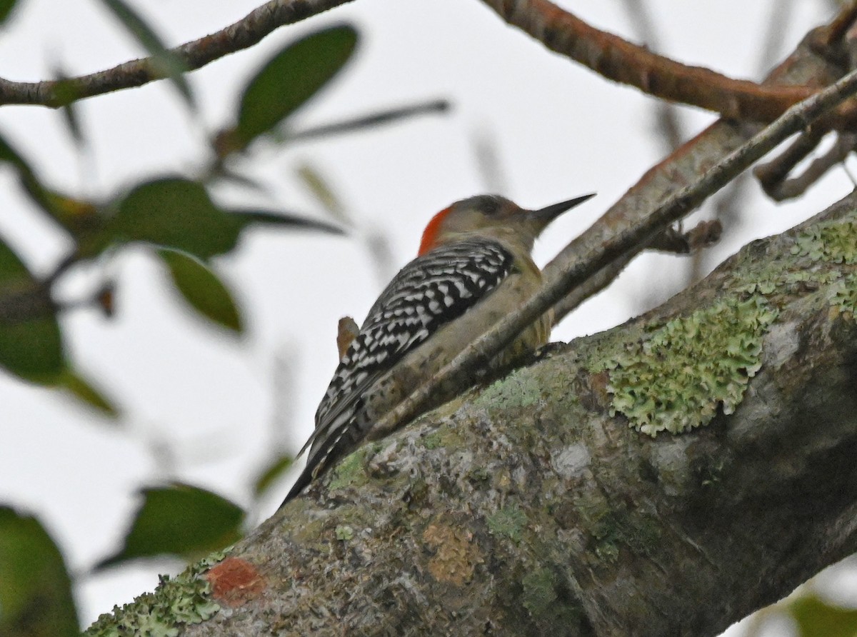 Red-bellied Woodpecker - ML615594451