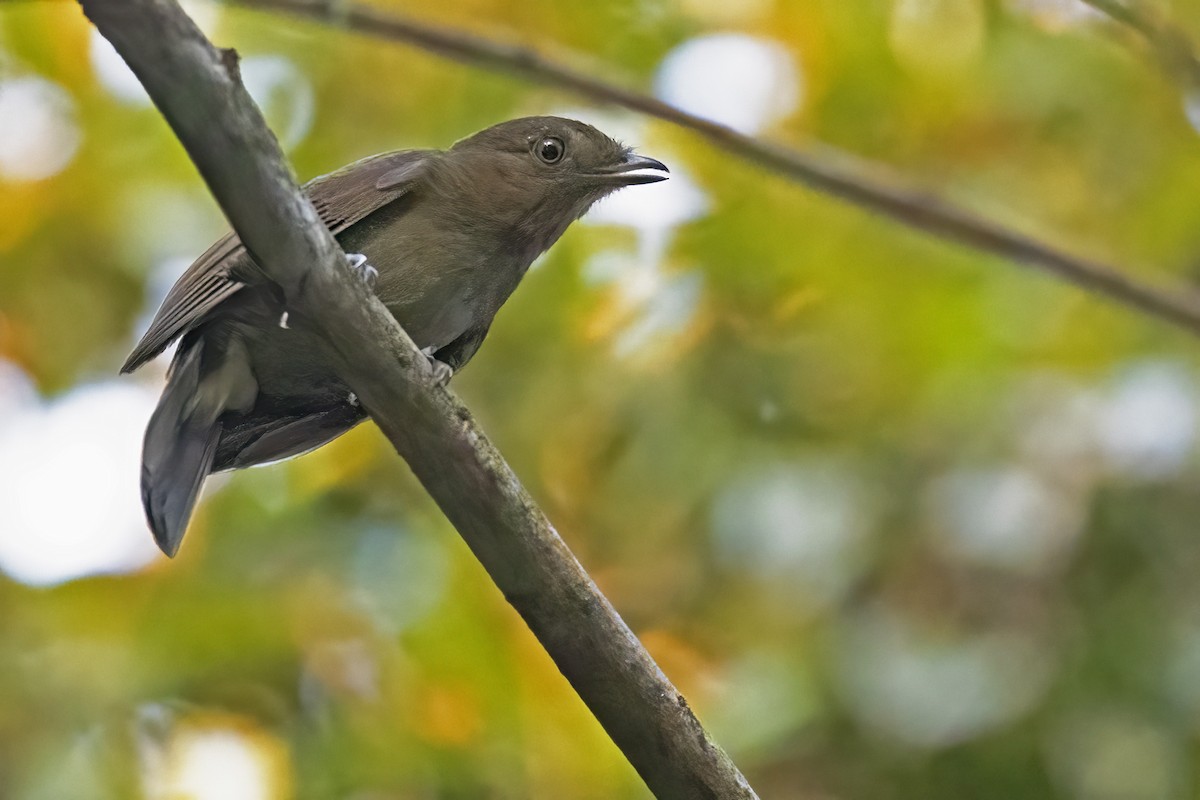 Brown-winged Schiffornis - ML615594528