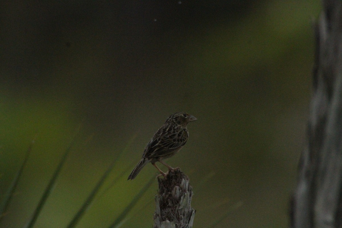Grasshopper Sparrow - ML615594792