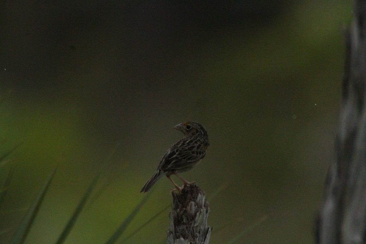 Grasshopper Sparrow - ML615594795