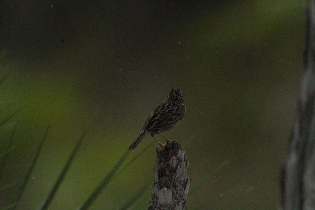 Grasshopper Sparrow - ML615594796