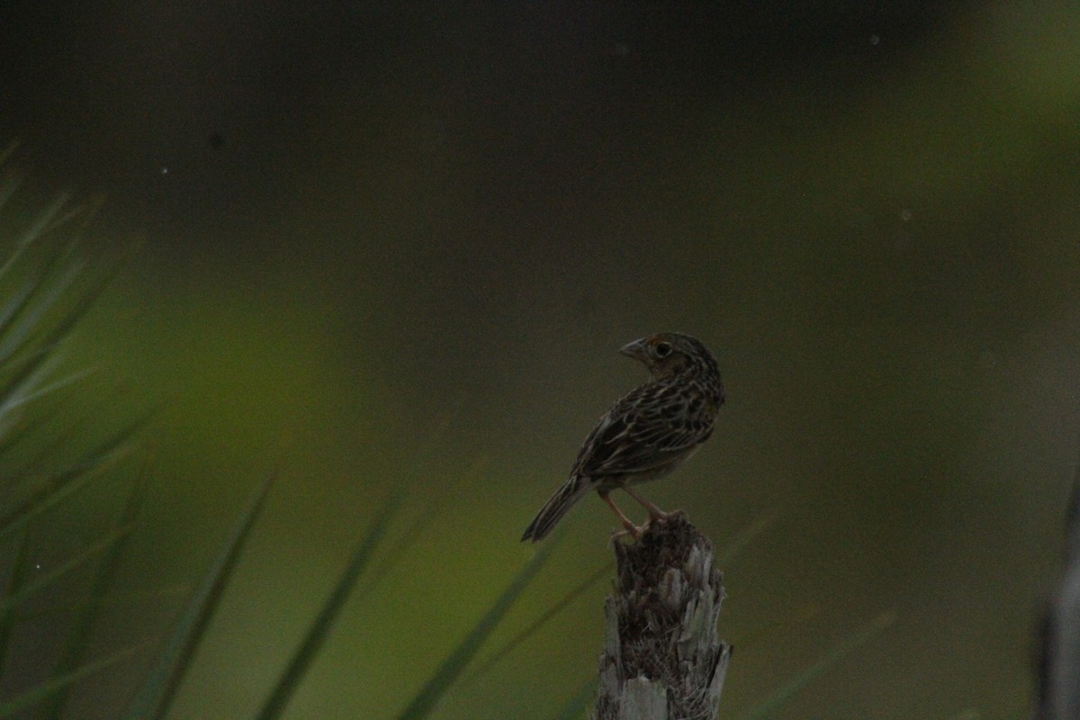 Grasshopper Sparrow - ML615594797