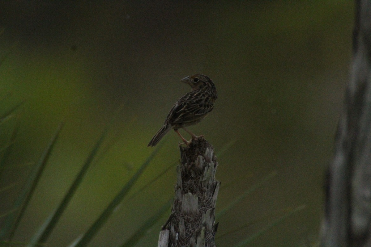 Grasshopper Sparrow - ML615594798