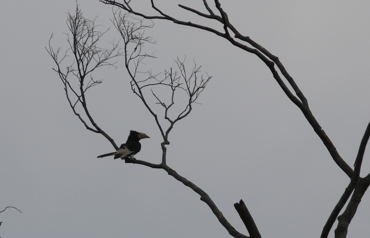 Piping Hornbill (Eastern) - ML615594816