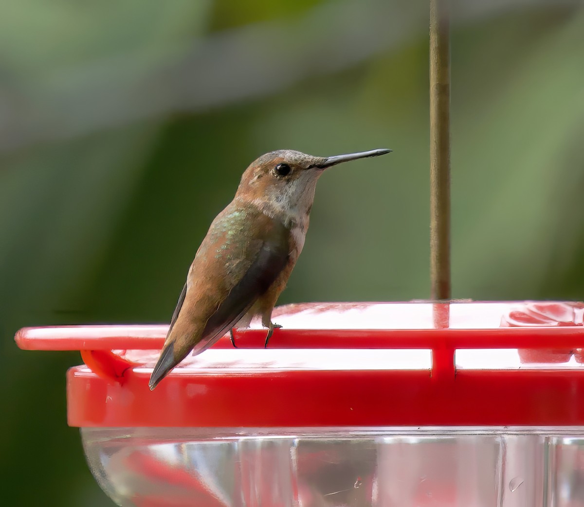 Rufous Hummingbird - ML615594864
