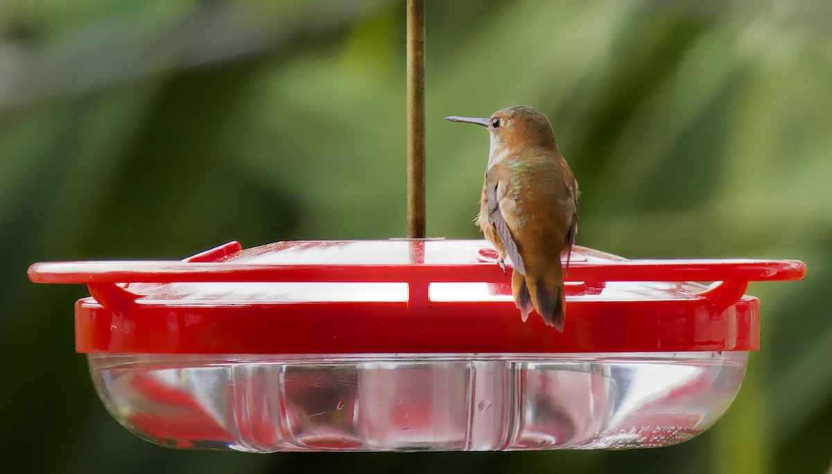 Rufous Hummingbird - ML615594865