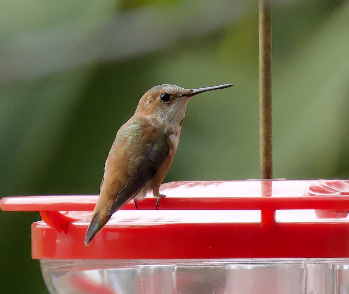 Rufous Hummingbird - ML615594869