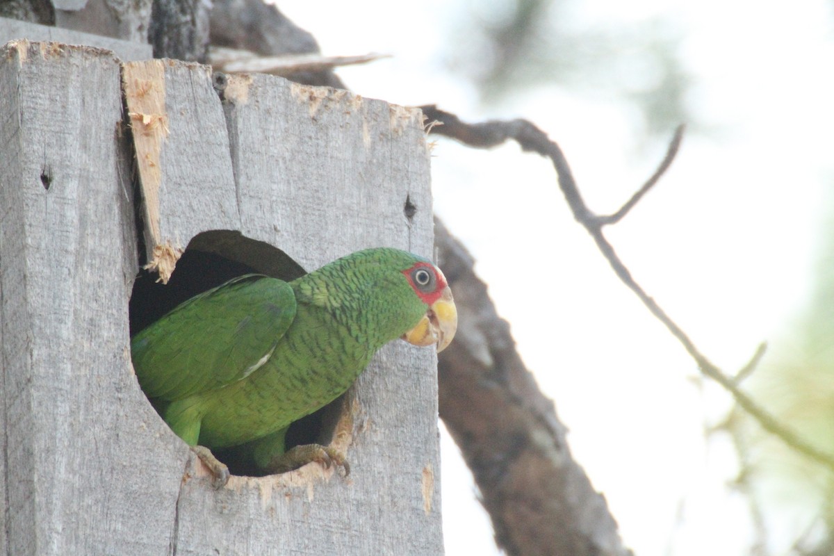 White-fronted Parrot - ML615594889